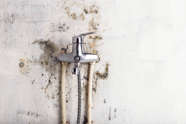 Best Residential Mold Remediation in Trail Creek, IN