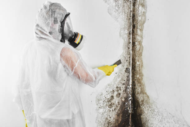 Best Mold Remediation for Schools in Trail Creek, IN