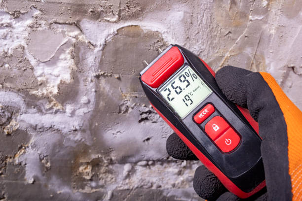 Best Residential Mold Remediation in Trail Creek, IN