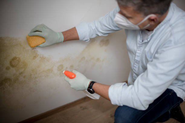 Best Attic Mold Remediation in Trail Creek, IN
