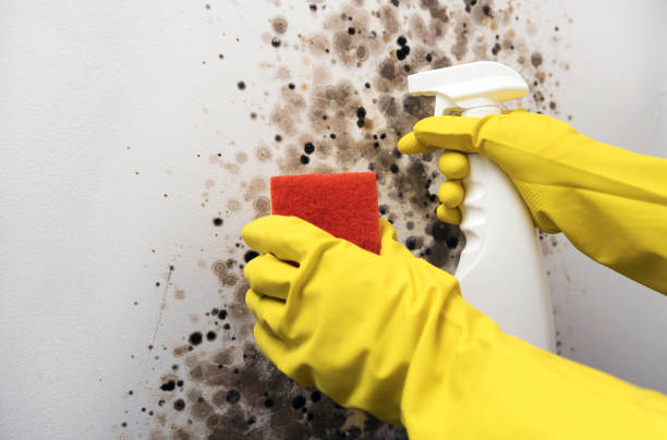 Best Basement Mold Remediation in Trail Creek, IN