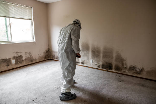 Best Attic Mold Remediation in Trail Creek, IN