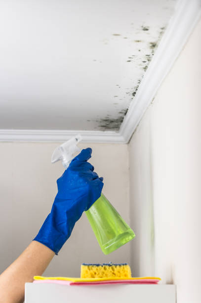 Best Post-Flood Mold Remediation in Trail Creek, IN
