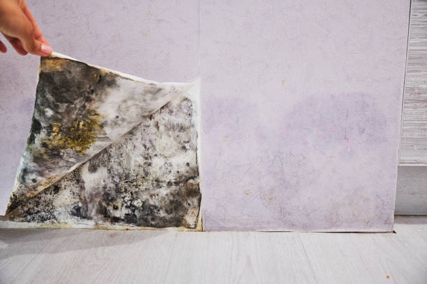 Best Health and Safety Mold Remediation in Trail Creek, IN